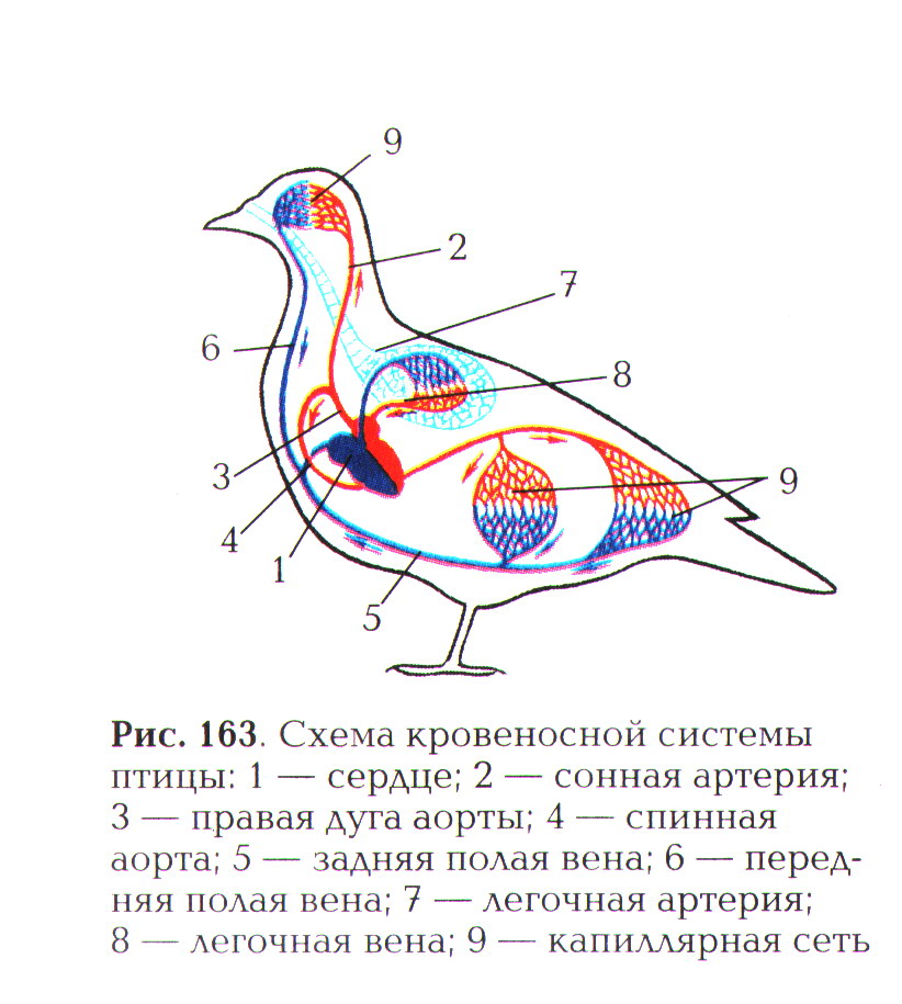 Птицы и схемы Птицы и схемы
